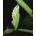 Peacock Butterfly Inachis io Pupae 